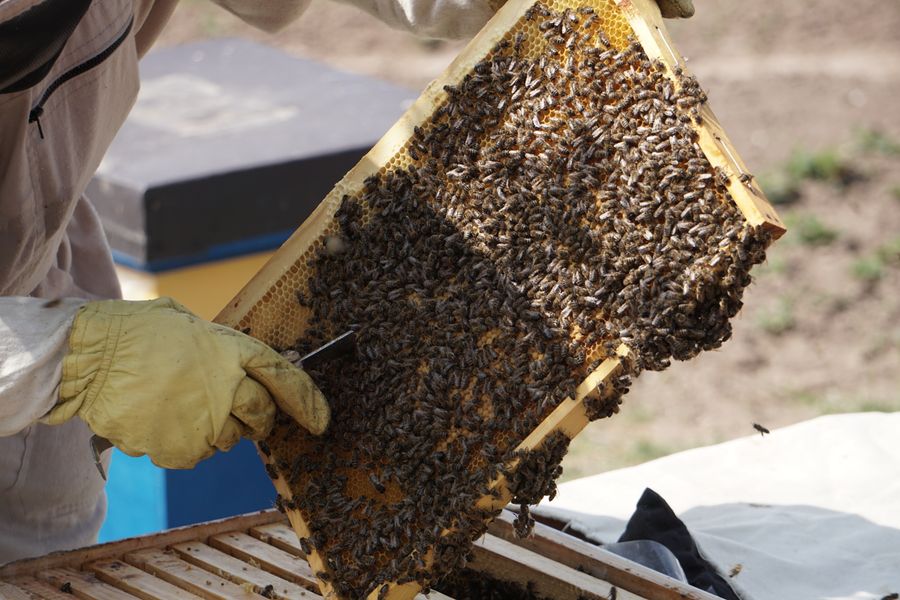 Beekeeping activities